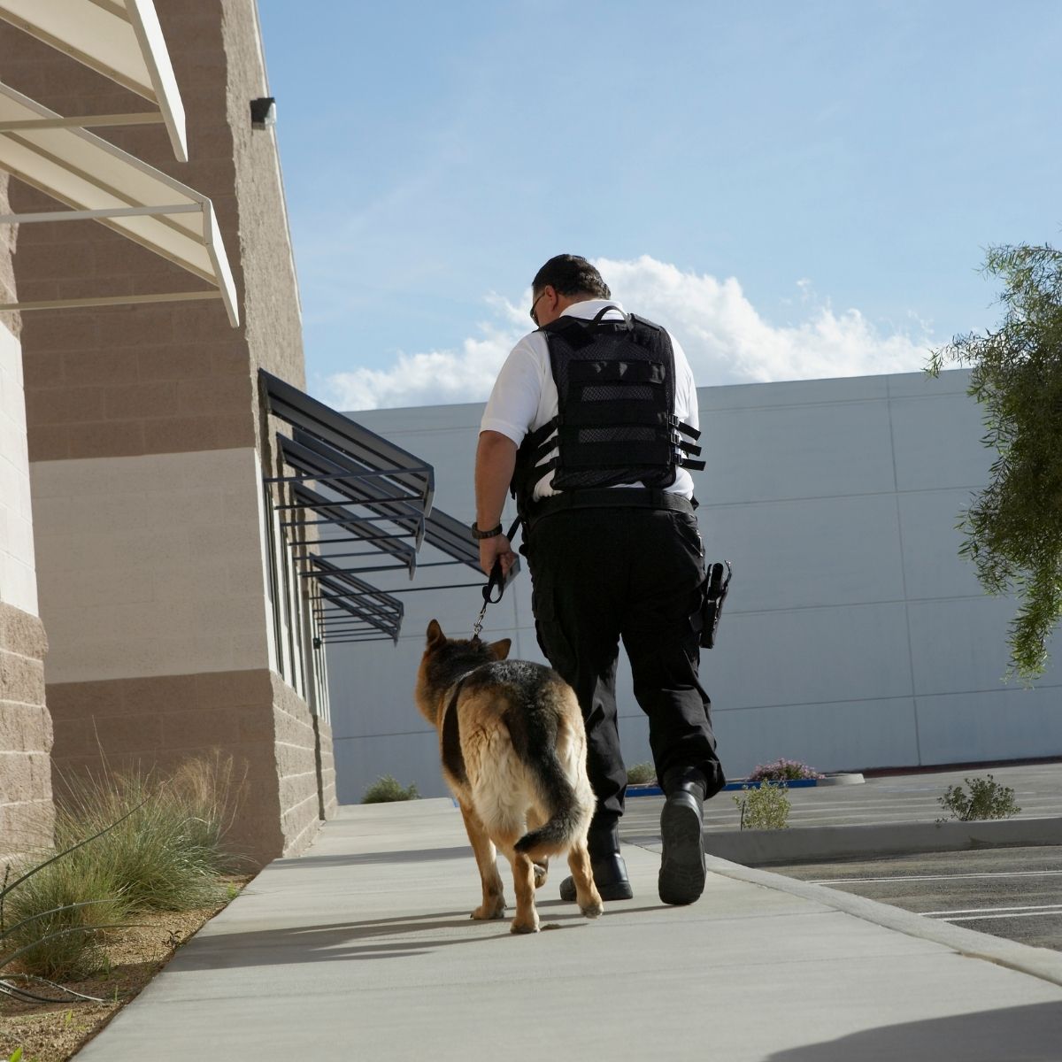 Agent de sécurité privée cynophile en action de surveillance d'un complexe urbain. Agent cynophile en patrouille urbaine avec son chien.