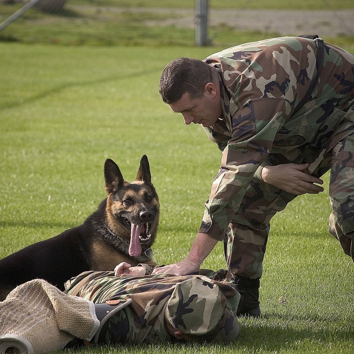 Un agent cynophile en action avec son chien lors d'un exercice de formation de sécurité privé. Agent cynophile en action.