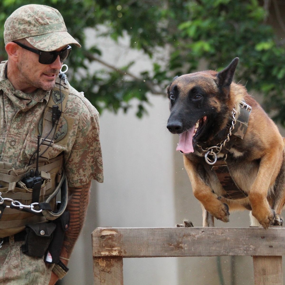 Agent de sécurité en cours de dressage avec son chien. Agent cynophile en entraînement avec son chien.